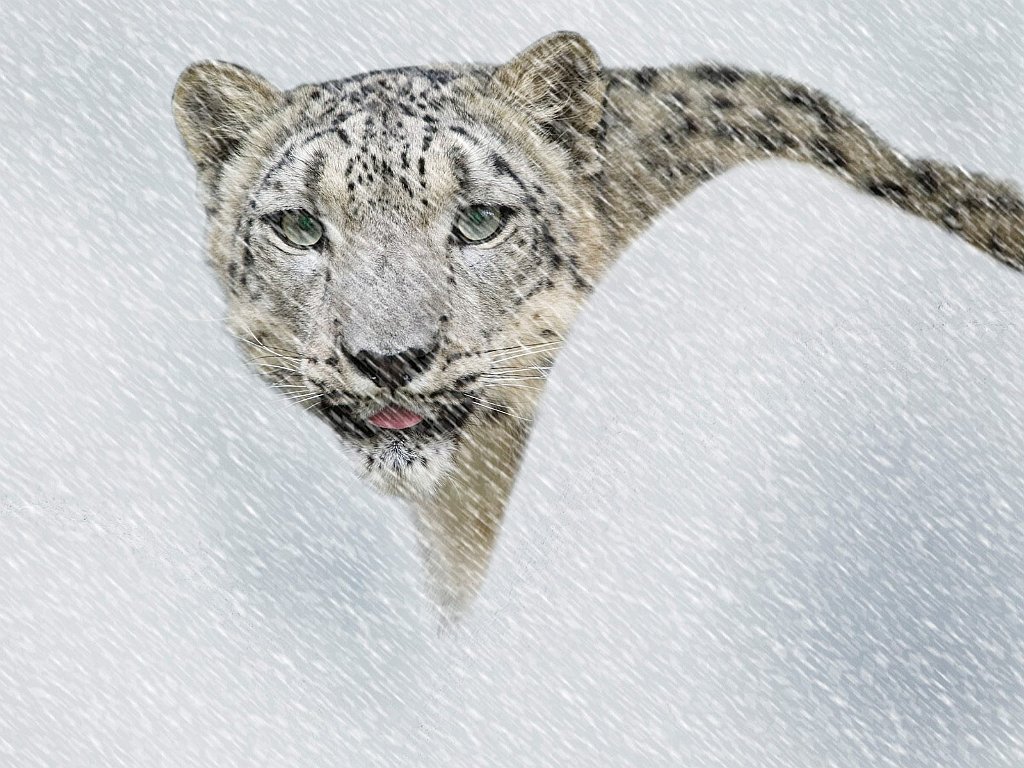 Snow Leopard in Storm